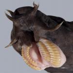 Hagfish