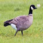 Goosethehonker