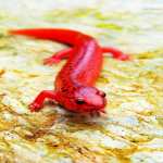 redlizard