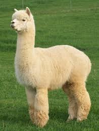 AlpacaGamerNoo