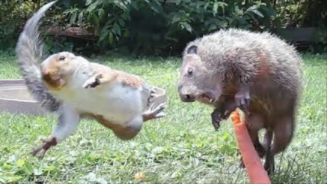 Squirrel dropkicks groundhog