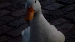 Angry Duck