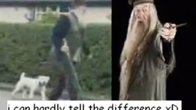 DUMBLEDOOR SPOTTED.wmv