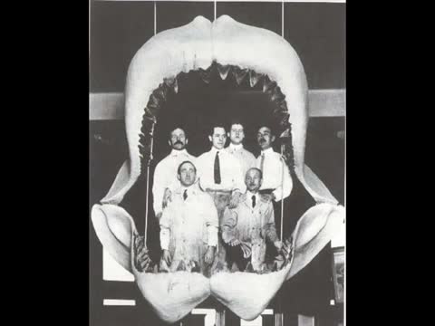 The Megalodon [Still Alive?]