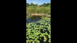 Naples, Florida Freedom Park Trying to found Wild-life