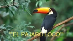 El Pájaro Loco "Música Disco"