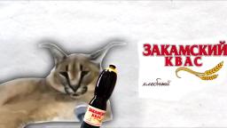 floppa_kvass