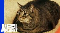 Nugget The Fat Cat {Animal Planet}