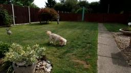 Bear rolling on the garden