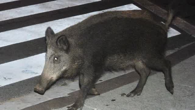 Wild boars on "zebra" crossing.