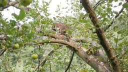 Baby COON in MY APPLE TREE?!?!?!