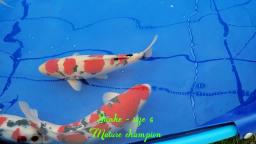 most mature fish - BKKS National Koi Show 2019