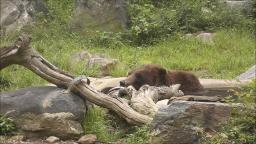 LIONS SLEEPING AND A BEAR CHILLING