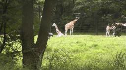 GIRAFFES AT THE ZOO