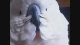 Birb doesn't like gay pastors