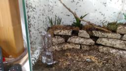 My Pet Ants are swarming! Part 1