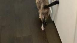 Wet penis cat walk of shame