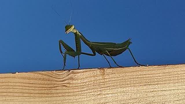 Common Mantis (Mantis religiosa).