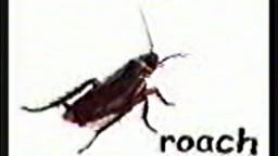 roach