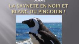 La saynète en noir et blanc du pingouin