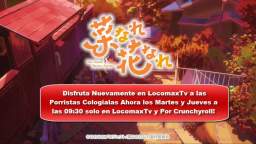 LocomaxTv Bolivia Anime Noviembre 2024