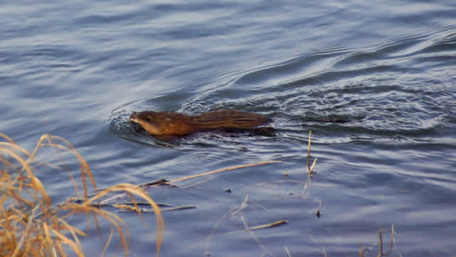 Muskrat.