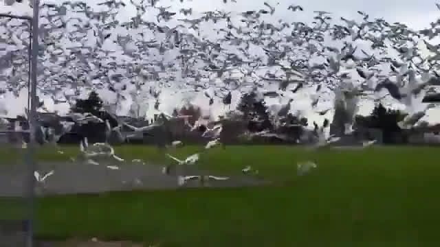 Geese Tsunami