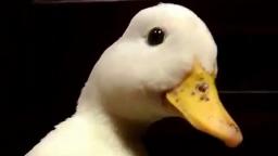 quack