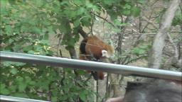 RED PANDA AT THE ZOO