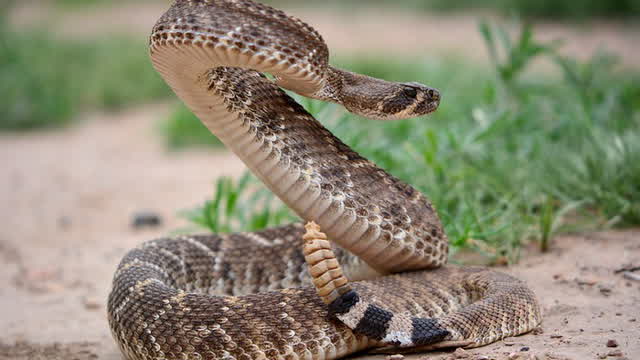 Rattlesnake bite.