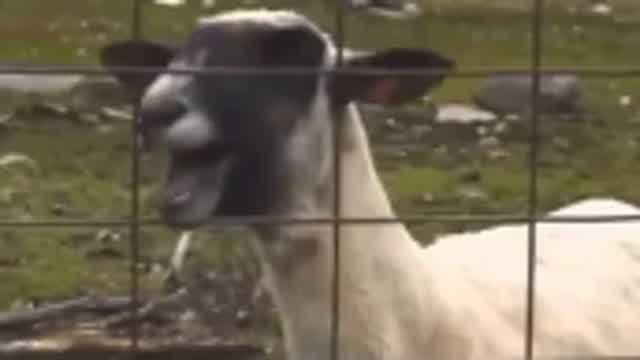 Taylor Swift - I knew you were trouble Ft. Screaming goat