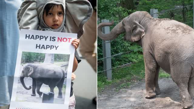 Personhood of Happy the Elephant