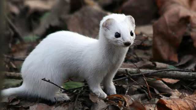 Weasel hunts a hare...