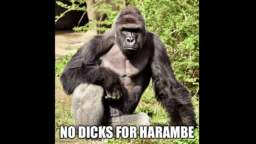 No Dicks For Harambe