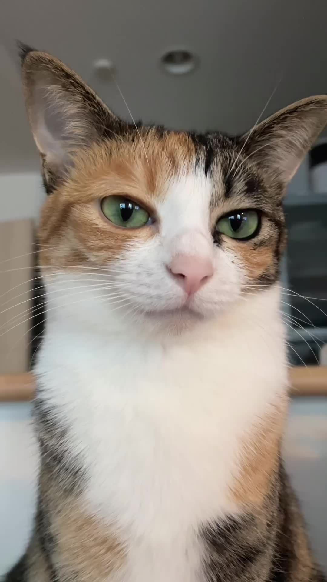 Cute young cat meowing and staring in the camera