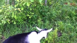 Dog  thinks he's a goat! FUNNY VIDO