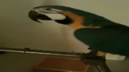 parrot say "what the f@ck"