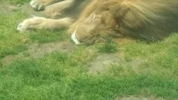 Sleepy Lion Encounter!