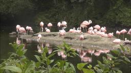 FLAMINGOS AT THE BRONX ZOO