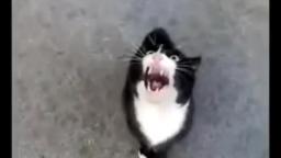 Baby Catscream.. (funny)