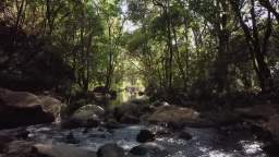 A stream in the forest.