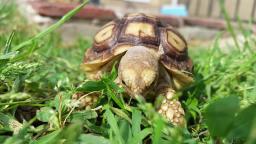 Baby Sulcata Tortoise