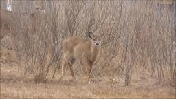 DEER IN SUFFOLK COUNTY LONG ISLAND!