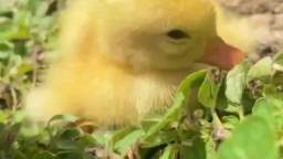 Cool duck with a flower on his head