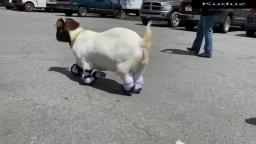 Touching moment Anna the goat walks with four prosthetic legs