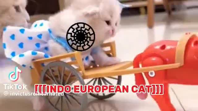 Indo European Cat