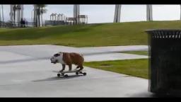 Skateboarding Dog