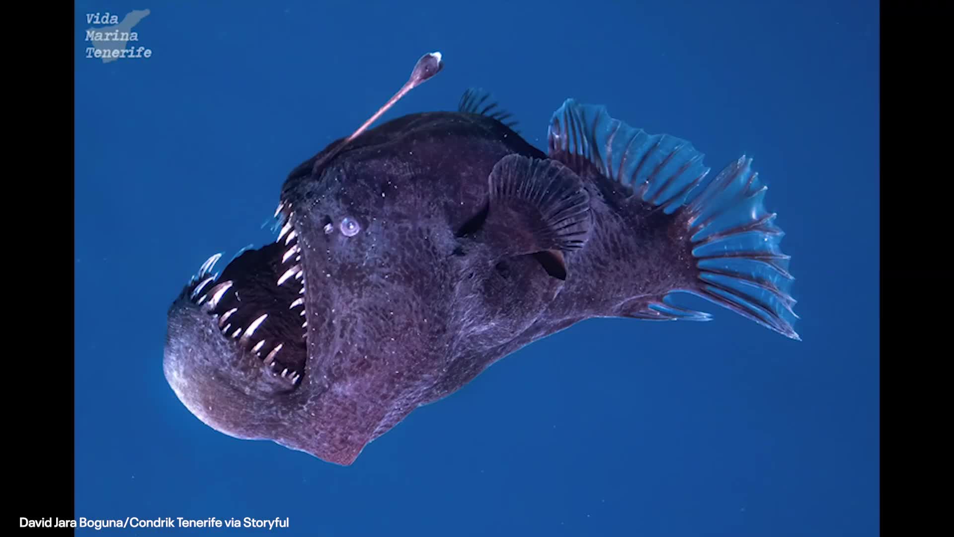 Rare deep sea anglerfish spotted in shallow waters