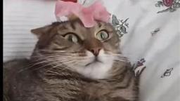 Cat Can't Handle Flower