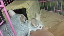 OMG!!! 2 Cute chinchillas!